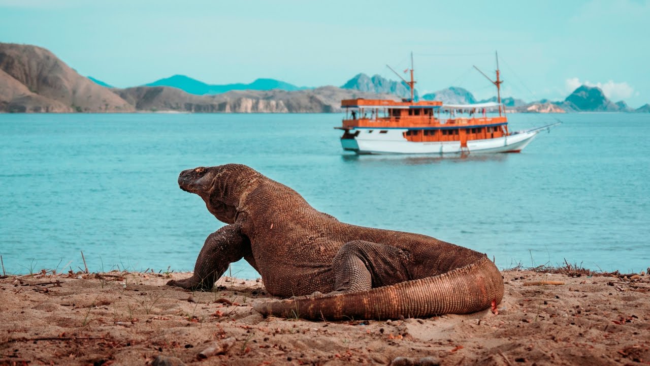 KOMODO ISLAND - Sailing Indonesia